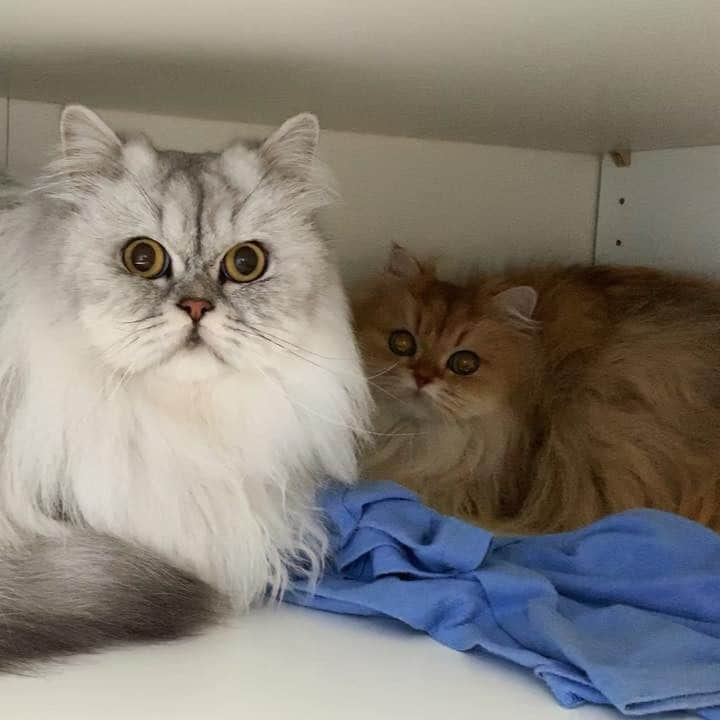 Milkshake the Catのインスタグラム：「Milky was protecting Smoothie yesterday in the wardrobe, on the first day in their new home. In general he was not that scared and wanted to explore already. Milky will be fine! 😊」