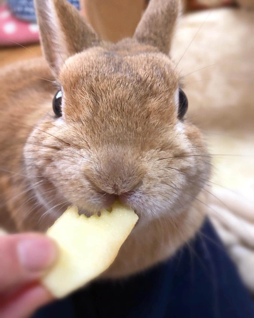 ラン?さんのインスタグラム写真 - (ラン?Instagram)「『うまーい！！！』 大好きなりんご食べてうれしそう( ^ω^ )🍎✨✨🎵 ☆ #りんご大好き  #うさぎ #ネザーランドドワーフ #rabbit #bunny #bunnystagram  #rabbitstagram  #cute  #かわいい #ふわもこ部  #もふもふ  #zip写真部  #アニマル写真部 #instagramjapan #netherlanddwarf #うさぎと暮らす  #うさぎのいる暮らし #癒し #kawaii #ランちゃん  2019.03.23」3月23日 22時17分 - mofumofuusako