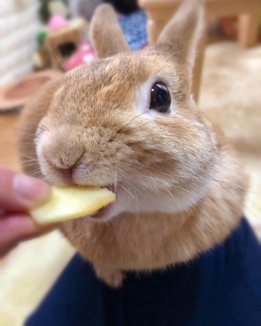 ラン?さんのインスタグラム写真 - (ラン?Instagram)「『うまーい！！！』 大好きなりんご食べてうれしそう( ^ω^ )🍎✨✨🎵 ☆ #りんご大好き  #うさぎ #ネザーランドドワーフ #rabbit #bunny #bunnystagram  #rabbitstagram  #cute  #かわいい #ふわもこ部  #もふもふ  #zip写真部  #アニマル写真部 #instagramjapan #netherlanddwarf #うさぎと暮らす  #うさぎのいる暮らし #癒し #kawaii #ランちゃん  2019.03.23」3月23日 22時17分 - mofumofuusako