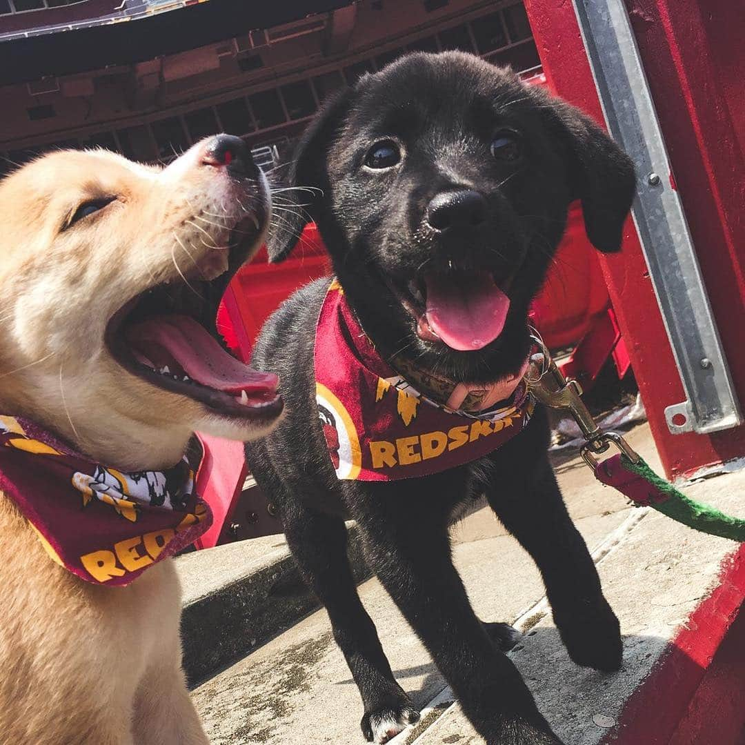 ワシントン・レッドスキンズさんのインスタグラム写真 - (ワシントン・レッドスキンズInstagram)「Happy #NationalPuppyDay from these Redskins pups to you!」3月23日 22時27分 - commanders