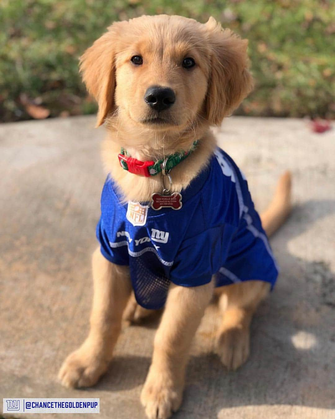 New York Giantsさんのインスタグラム写真 - (New York GiantsInstagram)「Happy #NationalPuppyDay 🐾🐶 We want to see your pups! Share your photos using #NYGiantsPup 📸」3月23日 22時31分 - nygiants