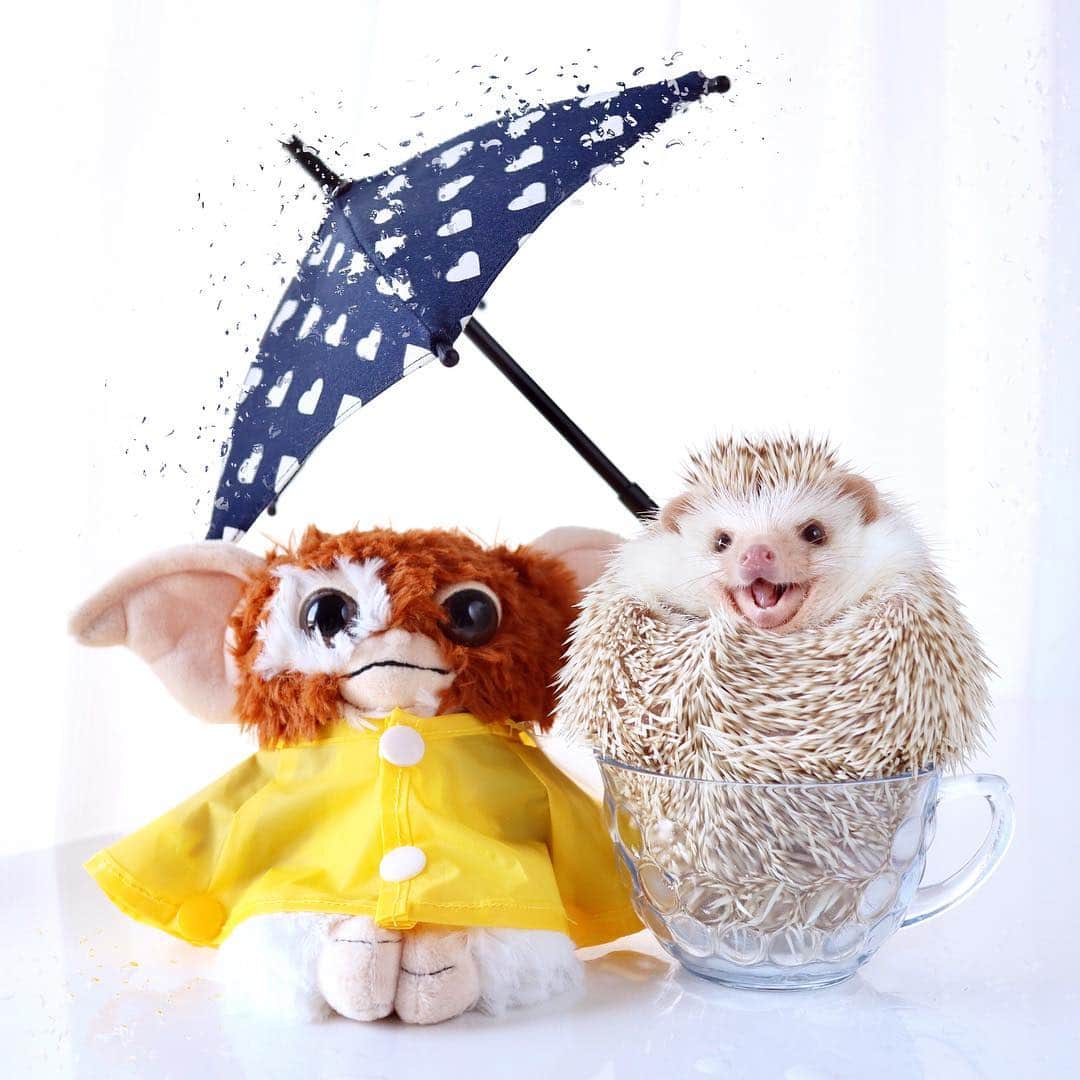 ダーシーさんのインスタグラム写真 - (ダーシーInstagram)「Singin in the rain🦔〜☂️✨ ・ ・ ・ @lalune1022 さんちからギズモが遊びに来たよ✨ 手作りのレインコート着てるの😳👏🏻濡れたら増えちゃうからね👌🏻 ショパンも傘で守ります🦔☂️✨」3月23日 22時39分 - darcytheflyinghedgehog