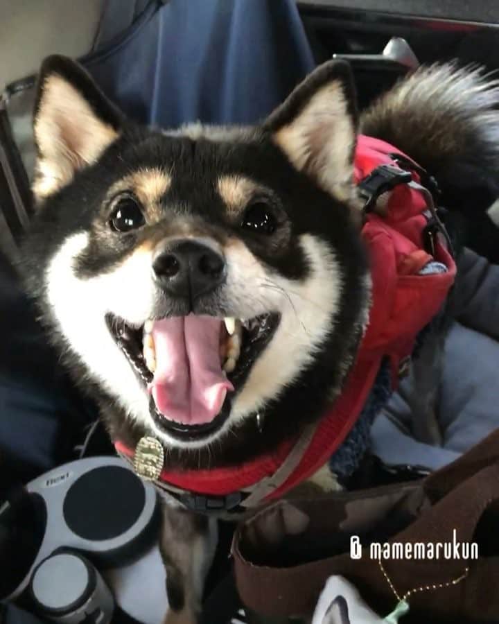 まめ丸のインスタグラム：「* * ドライブ🚗たのしいなー🐶💓 * drive🚗🐶💓 * #クルマの中にクルマのベッド🛌 #車のるとニコニコ #今日はどこにいくのかな🐶💓 * #柴犬#豆柴#柴#黒柴#犬#ふわもこ部#犬バカ部#しばいぬ#shiba#shibainu#shibastagram#shibadog#puppy#instadog#dogstagram#dog#pet#petstagram#buzzfeedanimals#adorable#kawaii#강아지#pecotv#weeklyfluff#dailyfluff」