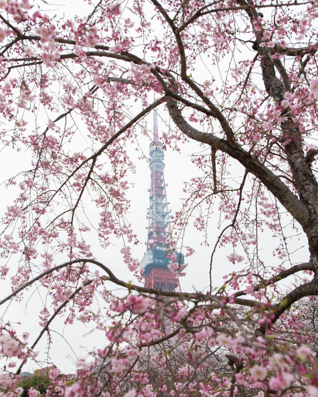 東京プリンスホテルさんのインスタグラム写真 - (東京プリンスホテルInstagram)「Tokyo tower says hello to us from between the cherry blossoms. ⠀⠀⠀⠀⠀⠀⠀ 桜の隙間から顔を覗かせる春の東京タワー。 ⠀⠀⠀⠀⠀⠀⠀ Share your own images with us by tagging @tokyoprincehotel ————————————————————— #tokyotower #tokyoprincehotel #princehotels #tokyo #japan #beautifulhotels #tokyohotel #東京 #东京 #도쿄 #tokio #tokyoprince」3月23日 22時45分 - tokyoprincehotel