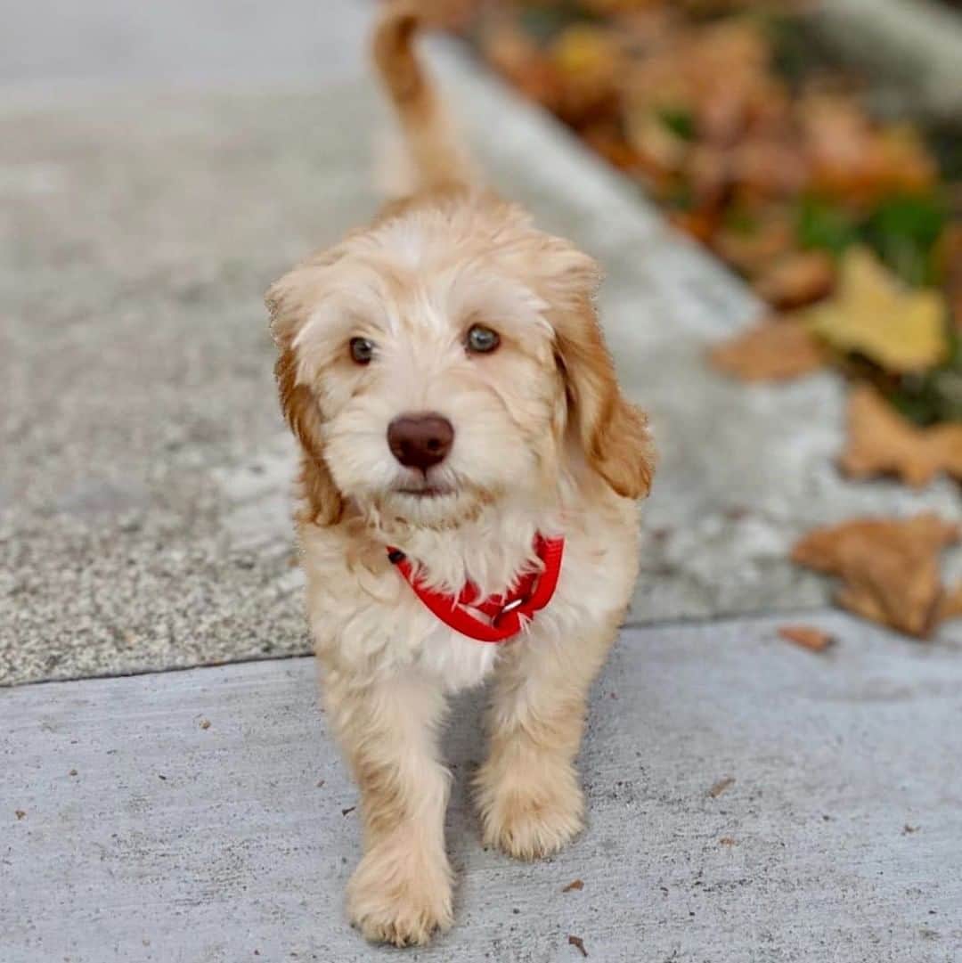 Wal-Mart Stores, Incさんのインスタグラム写真 - (Wal-Mart Stores, IncInstagram)「🐶 May we have your attention, please! 🐶 It’s #NationalPuppyDay! If this little pup makes your heart 10x bigger, just imagine what 6 more puppies will do. Check out our story ☝️ #walmartpets」3月23日 23時00分 - walmart