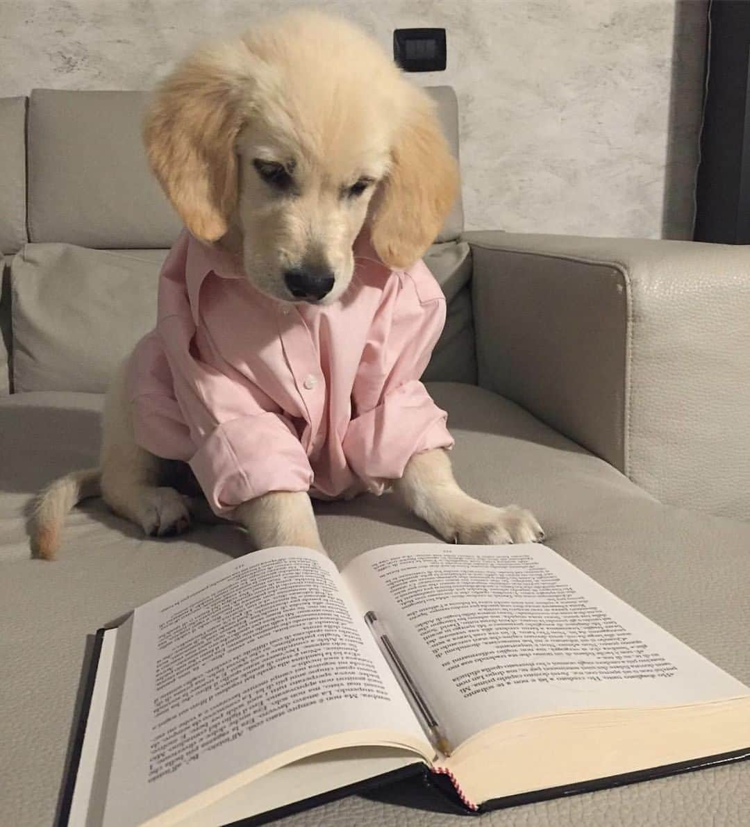 ブルックスブラザーズさんのインスタグラム写真 - (ブルックスブラザーズInstagram)「🐶GIVEAWAY CLOSED🐶 The pup in the pink shirt. Do you have a #ProperPup? Upload a photo of your pup wearing his or her most proper attire (such as a bow tie, a polo or a scarf) and tag @BrooksBrothers + #ProperPupContest. We'll choose one winner to receive $100 shopping credit to BrooksBrothers.com. One winner will be selected Monday, March 25 at 4pm. Winner must be 18+ up and in the U.S. this giveaway is not affiliated with Instagram. (📸: @pivamariagiovanna) #NationalPuppyDay #BrooksBrothers #BarksBrothers」3月23日 23時00分 - brooksbrothers