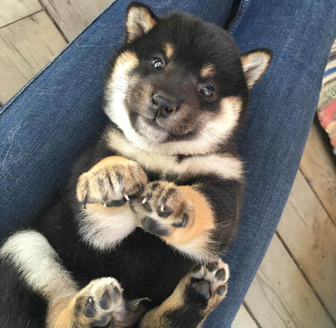 ?Fricko the Shiba Inu?さんのインスタグラム写真 - (?Fricko the Shiba Inu?Instagram)「Happy #nationalpuppyday 🥰Hooman was fooled by this innocent tiny bear, they didn’t know he would become the naughtiest puppy in this family 😫😂😂 🐾 🐾 🐾 #Keaton #🐶 #shiba #shibainu #dog #柴犬 #黒柴 #子犬 #shibalovers #shibaholics #dogoftheday #dogslife #weeklyfluff  #dogstagram  #dogscorner #shibapuppy #puppiesofinstagram」3月23日 23時02分 - umigiva