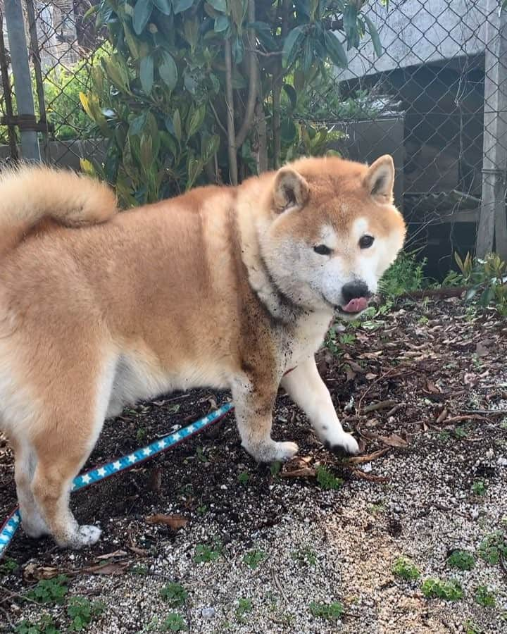 柴犬 たろのインスタグラム