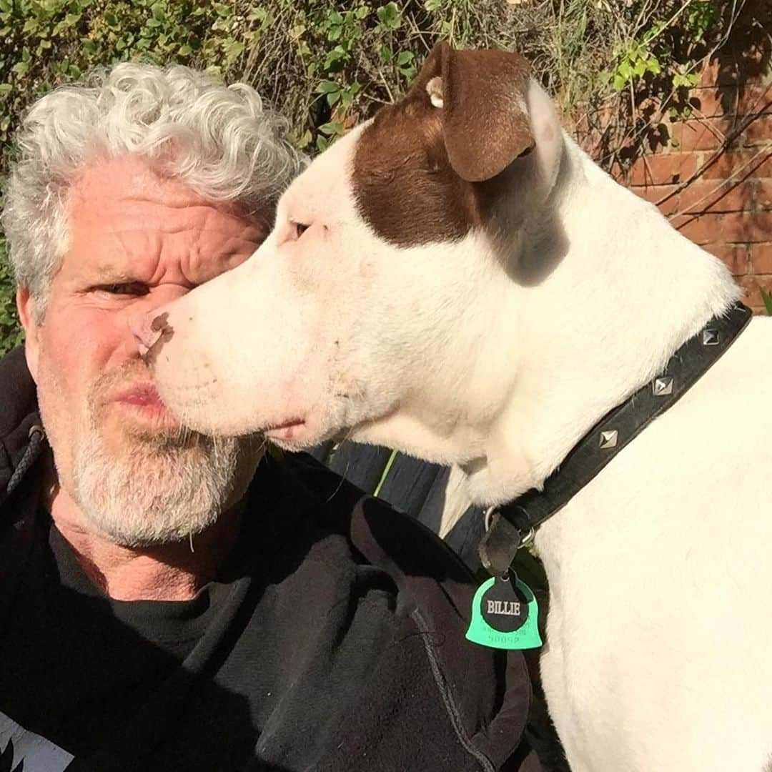 ロン・パールマンさんのインスタグラム写真 - (ロン・パールマンInstagram)「All! ALL the puppies! #nationalpuppyday」3月23日 23時37分 - perlmutations