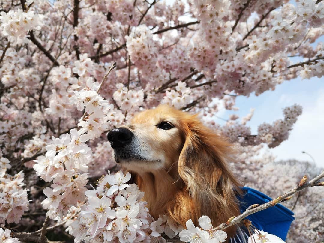 ?モデル?大地?さんのインスタグラム写真 - (?モデル?大地?Instagram)「♪🐾2019*3*23🐾 . 今日は気温6℃と寒がったけど この日は 良い☀お天気だったよね〜🎶😄 . . 🐾🐾🐾🐾🐾🐾🐾🐾🐾🐾🐾🐾🐾🐾 . #大地#大好き#だいすき #いつも一緒#ずっと一緒 #大地なしでは生きて行けませんw #いぬ#イヌ#犬#わんこ . #ワンコ#愛犬#いぬばか部 #犬バカ部#いぬら部#いぬすたぐらむ #犬のいる暮らし#犬の生活が第一 #pecoいぬ部 . #横浜#yokohama#神奈川 #桜#散歩#お散歩#春 #ミニチュアダックスフンド#ミニチュアダックス #ダックスフンド#ダックス」3月23日 23時43分 - sachi_daichi