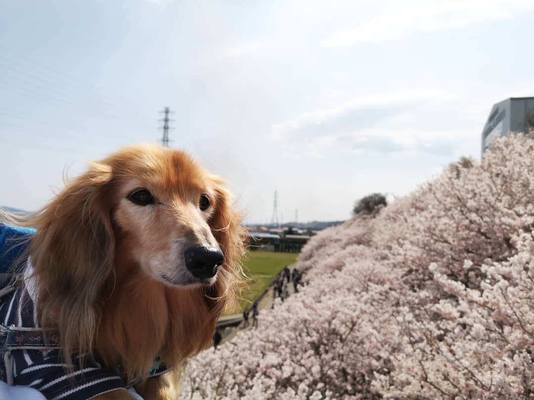 ?モデル?大地?さんのインスタグラム写真 - (?モデル?大地?Instagram)「♪🐾2019*3*23🐾 . 今日は気温6℃と寒がったけど この日は 良い☀お天気だったよね〜🎶😄 . . 🐾🐾🐾🐾🐾🐾🐾🐾🐾🐾🐾🐾🐾🐾 . #大地#大好き#だいすき #いつも一緒#ずっと一緒 #大地なしでは生きて行けませんw #いぬ#イヌ#犬#わんこ . #ワンコ#愛犬#いぬばか部 #犬バカ部#いぬら部#いぬすたぐらむ #犬のいる暮らし#犬の生活が第一 #pecoいぬ部 . #横浜#yokohama#神奈川 #桜#散歩#お散歩#春 #ミニチュアダックスフンド#ミニチュアダックス #ダックスフンド#ダックス」3月23日 23時43分 - sachi_daichi