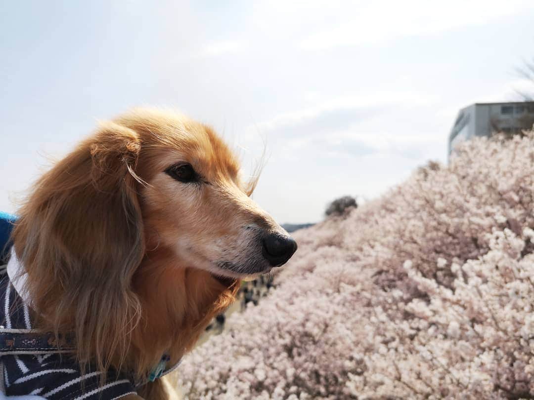 ?モデル?大地?さんのインスタグラム写真 - (?モデル?大地?Instagram)「♪🐾2019*3*23🐾 . 今日は気温6℃と寒がったけど この日は 良い☀お天気だったよね〜🎶😄 . . 🐾🐾🐾🐾🐾🐾🐾🐾🐾🐾🐾🐾🐾🐾 . #大地#大好き#だいすき #いつも一緒#ずっと一緒 #大地なしでは生きて行けませんw #いぬ#イヌ#犬#わんこ . #ワンコ#愛犬#いぬばか部 #犬バカ部#いぬら部#いぬすたぐらむ #犬のいる暮らし#犬の生活が第一 #pecoいぬ部 . #横浜#yokohama#神奈川 #桜#散歩#お散歩#春 #ミニチュアダックスフンド#ミニチュアダックス #ダックスフンド#ダックス」3月23日 23時43分 - sachi_daichi