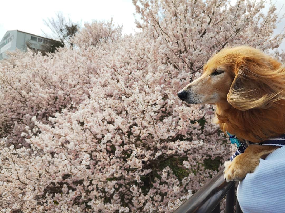 ?モデル?大地?さんのインスタグラム写真 - (?モデル?大地?Instagram)「♪🐾2019*3*23🐾 . 今日は気温6℃と寒がったけど この日は 良い☀お天気だったよね〜🎶😄 . . 🐾🐾🐾🐾🐾🐾🐾🐾🐾🐾🐾🐾🐾🐾 . #大地#大好き#だいすき #いつも一緒#ずっと一緒 #大地なしでは生きて行けませんw #いぬ#イヌ#犬#わんこ . #ワンコ#愛犬#いぬばか部 #犬バカ部#いぬら部#いぬすたぐらむ #犬のいる暮らし#犬の生活が第一 #pecoいぬ部 . #横浜#yokohama#神奈川 #桜#散歩#お散歩#春 #ミニチュアダックスフンド#ミニチュアダックス #ダックスフンド#ダックス」3月23日 23時43分 - sachi_daichi