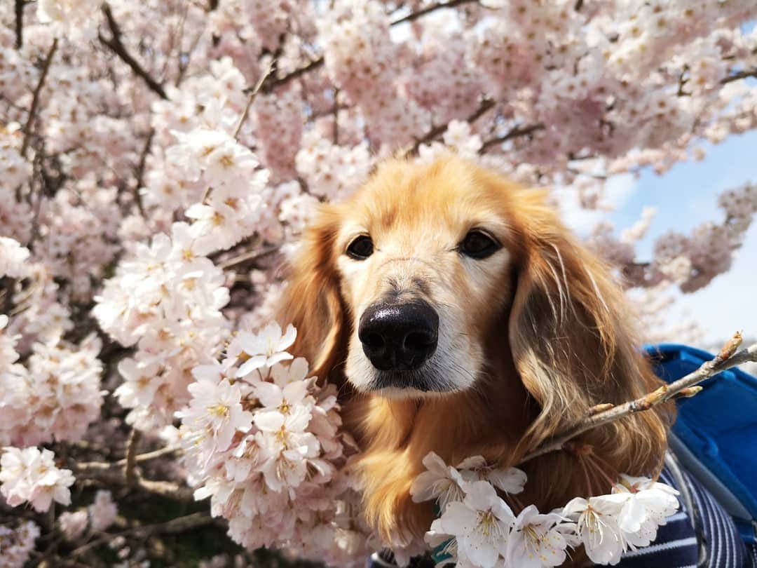 ?モデル?大地?さんのインスタグラム写真 - (?モデル?大地?Instagram)「♪🐾2019*3*23🐾 . 今日は気温6℃と寒がったけど この日は 良い☀お天気だったよね〜🎶😄 . . 🐾🐾🐾🐾🐾🐾🐾🐾🐾🐾🐾🐾🐾🐾 . #大地#大好き#だいすき #いつも一緒#ずっと一緒 #大地なしでは生きて行けませんw #いぬ#イヌ#犬#わんこ . #ワンコ#愛犬#いぬばか部 #犬バカ部#いぬら部#いぬすたぐらむ #犬のいる暮らし#犬の生活が第一 #pecoいぬ部 . #横浜#yokohama#神奈川 #桜#散歩#お散歩#春 #ミニチュアダックスフンド#ミニチュアダックス #ダックスフンド#ダックス」3月23日 23時43分 - sachi_daichi