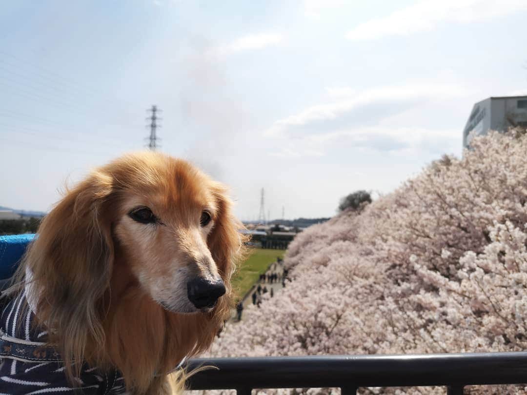 ?モデル?大地?さんのインスタグラム写真 - (?モデル?大地?Instagram)「♪🐾2019*3*23🐾 . 今日は気温6℃と寒がったけど この日は 良い☀お天気だったよね〜🎶😄 . . 🐾🐾🐾🐾🐾🐾🐾🐾🐾🐾🐾🐾🐾🐾 . #大地#大好き#だいすき #いつも一緒#ずっと一緒 #大地なしでは生きて行けませんw #いぬ#イヌ#犬#わんこ . #ワンコ#愛犬#いぬばか部 #犬バカ部#いぬら部#いぬすたぐらむ #犬のいる暮らし#犬の生活が第一 #pecoいぬ部 . #横浜#yokohama#神奈川 #桜#散歩#お散歩#春 #ミニチュアダックスフンド#ミニチュアダックス #ダックスフンド#ダックス」3月23日 23時43分 - sachi_daichi
