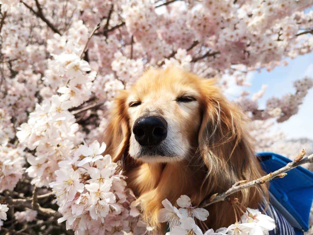 ?モデル?大地?さんのインスタグラム写真 - (?モデル?大地?Instagram)「♪🐾2019*3*23🐾 . 今日は気温6℃と寒がったけど この日は 良い☀お天気だったよね〜🎶😄 . . 🐾🐾🐾🐾🐾🐾🐾🐾🐾🐾🐾🐾🐾🐾 . #大地#大好き#だいすき #いつも一緒#ずっと一緒 #大地なしでは生きて行けませんw #いぬ#イヌ#犬#わんこ . #ワンコ#愛犬#いぬばか部 #犬バカ部#いぬら部#いぬすたぐらむ #犬のいる暮らし#犬の生活が第一 #pecoいぬ部 . #横浜#yokohama#神奈川 #桜#散歩#お散歩#春 #ミニチュアダックスフンド#ミニチュアダックス #ダックスフンド#ダックス」3月23日 23時43分 - sachi_daichi