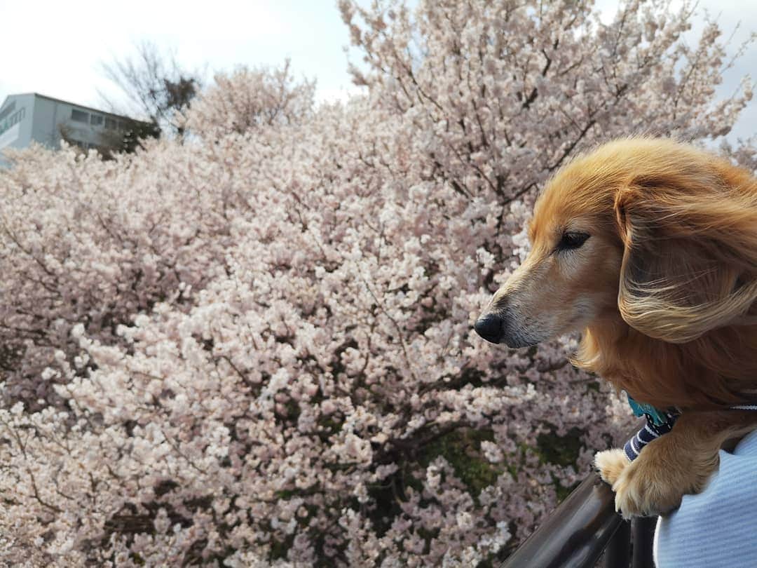 ?モデル?大地?さんのインスタグラム写真 - (?モデル?大地?Instagram)「♪🐾2019*3*23🐾 . 今日は気温6℃と寒がったけど この日は 良い☀お天気だったよね〜🎶😄 . . 🐾🐾🐾🐾🐾🐾🐾🐾🐾🐾🐾🐾🐾🐾 . #大地#大好き#だいすき #いつも一緒#ずっと一緒 #大地なしでは生きて行けませんw #いぬ#イヌ#犬#わんこ . #ワンコ#愛犬#いぬばか部 #犬バカ部#いぬら部#いぬすたぐらむ #犬のいる暮らし#犬の生活が第一 #pecoいぬ部 . #横浜#yokohama#神奈川 #桜#散歩#お散歩#春 #ミニチュアダックスフンド#ミニチュアダックス #ダックスフンド#ダックス」3月23日 23時43分 - sachi_daichi