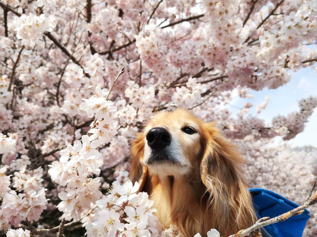?モデル?大地?さんのインスタグラム写真 - (?モデル?大地?Instagram)「♪🐾2019*3*23🐾 . 今日は気温6℃と寒がったけど この日は 良い☀お天気だったよね〜🎶😄 . . 🐾🐾🐾🐾🐾🐾🐾🐾🐾🐾🐾🐾🐾🐾 . #大地#大好き#だいすき #いつも一緒#ずっと一緒 #大地なしでは生きて行けませんw #いぬ#イヌ#犬#わんこ . #ワンコ#愛犬#いぬばか部 #犬バカ部#いぬら部#いぬすたぐらむ #犬のいる暮らし#犬の生活が第一 #pecoいぬ部 . #横浜#yokohama#神奈川 #桜#散歩#お散歩#春 #ミニチュアダックスフンド#ミニチュアダックス #ダックスフンド#ダックス」3月23日 23時43分 - sachi_daichi
