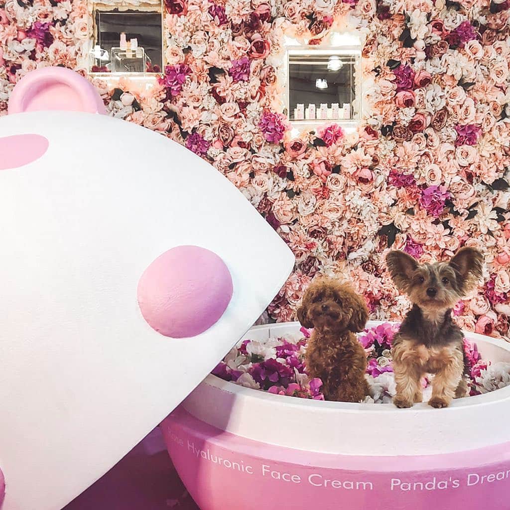 TONYMOLY USA Officialさんのインスタグラム写真 - (TONYMOLY USA OfficialInstagram)「Happy National Puppy Day! 🐶 #genbeauty2018 #nationalpuppyday」3月23日 23時55分 - tonymoly.us_official