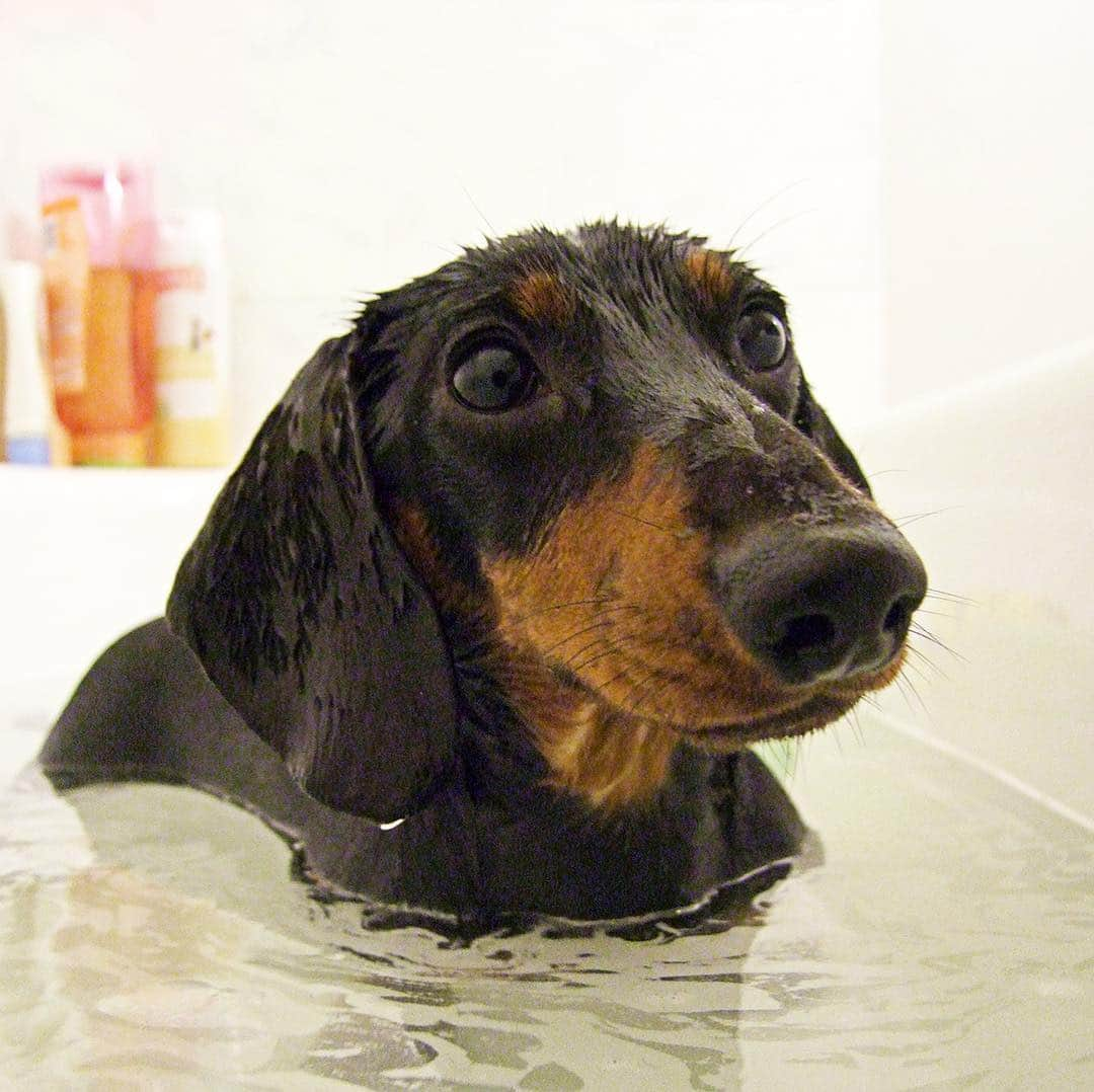 Crusoe the Celebrity Dachshundさんのインスタグラム写真 - (Crusoe the Celebrity DachshundInstagram)「“Oakley is getting cleaned up because in tomorrow’s new episode he hosts his first ever, self-produced vlog for his birthday unboxing! Let’s see how it goes!😋👍” ~ Crusoe」3月23日 23時56分 - crusoe_dachshund