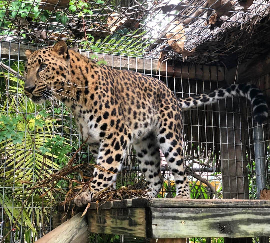 Zoological Wildlife Foundationさんのインスタグラム写真 - (Zoological Wildlife FoundationInstagram)「Vladim is now full grown and stunning🐾 Of all the leopards, the Amur leopard is the most critically endangered with just about 84 left in the wild!  #amurleopard #leopard #endangeredspecies #conservation #zwfmiami #zwf」3月23日 23時53分 - zwfmiami