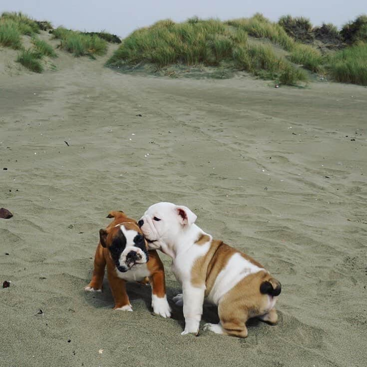 Bodhi & Butters & Bubbahさんのインスタグラム写真 - (Bodhi & Butters & BubbahInstagram)「Happy #nationalpuppyday 🐶💕 . . . . #the #og #bulldog #crew #puppy #love」3月23日 23時58分 - keonistuff