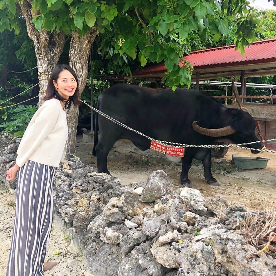 渋佐和佳奈さんのインスタグラム写真 - (渋佐和佳奈Instagram)「竹富島では、初めて牛車を体験🐃✨案内人の方が三線の演奏をしてくれながら30分間のお散歩。琉球タイムを満喫しました😊🍹 動物たちもみんな、なんだか穏やかに見えましたよ🐱🐮🐑🍀 沖縄振り返りはこれでおーしまいっ！  #沖縄 #竹富島 #牛車 #私たちを乗せてくれた牛の名前 #うめ吉 #うめ吉ありがとう」3月23日 23時59分 - shibusa_wakana