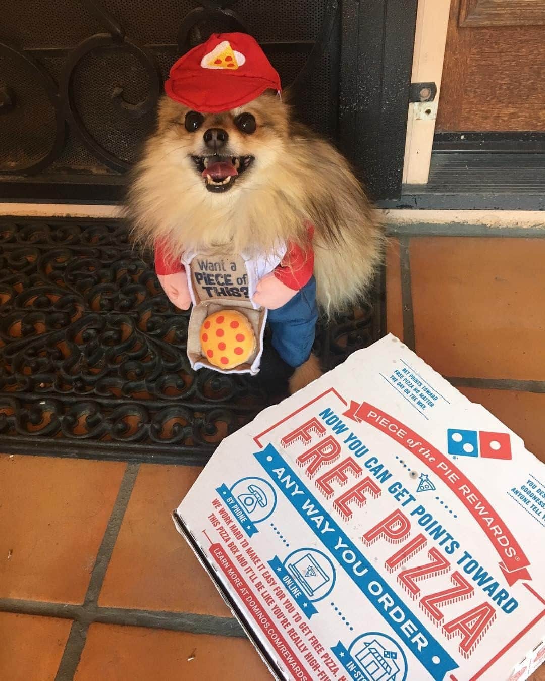 Domino's Pizzaさんのインスタグラム写真 - (Domino's PizzaInstagram)「Best. Delivery. Ever. DOUBLE TAP if you’d pet this good boy. #NationalPuppyDay」3月24日 0時01分 - dominos