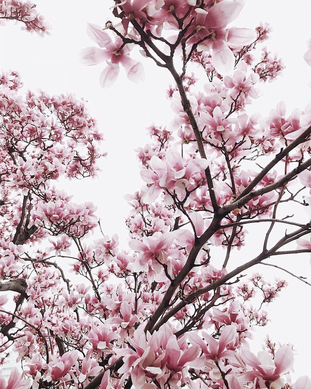 増田由希子さんのインスタグラム写真 - (増田由希子Instagram)「In bloom💕 #magnolias #magnolia #japan #spring #yokohama #iphone #iphoneonly #inbloom NHK文化センター横浜ランドマーク教室にご参加いただきました皆様、本日もありがとうございました。皆さまの花束、とても素敵でした🌿来期もよろしくお願いいたします😊 : ※4月からの講座、残2席となりました。 #横浜の木蓮 #満開」3月24日 0時39分 - nonihana_