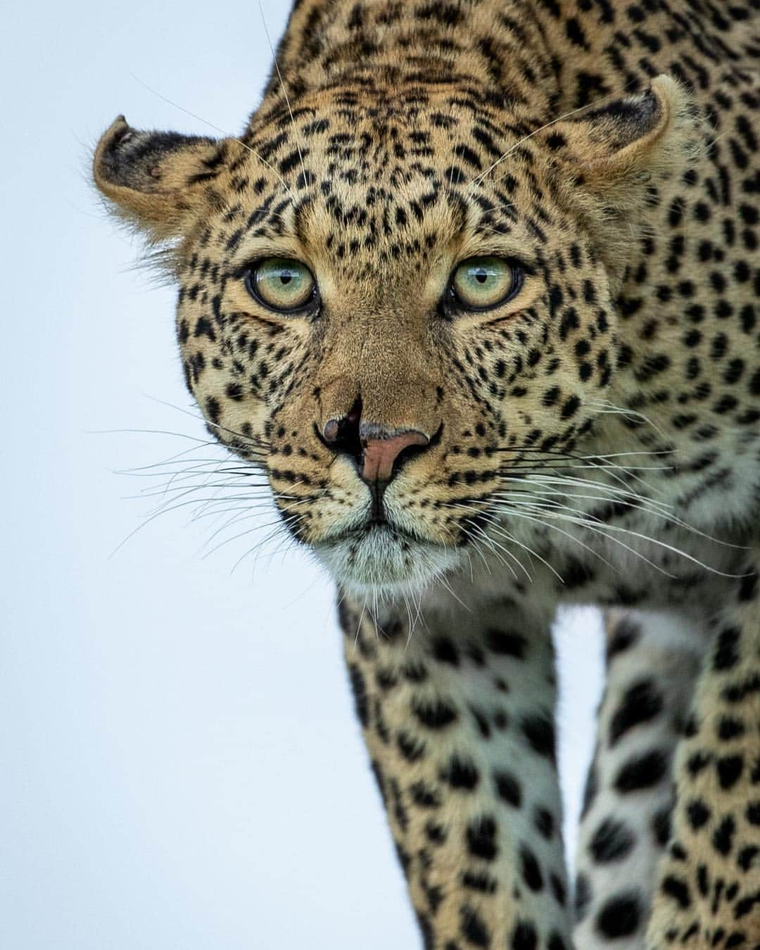 Discoveryさんのインスタグラム写真 - (DiscoveryInstagram)「“Queen of the Serengeti. The cut on her nose adds so much character.” 📸 + caption by Harman Singh Heer (@hshphotos) . . . . #adventure #travel #nature #photography #potd #photooftheday #Serengeti #Queen #leopard #bigcats #wildlife」3月24日 0時37分 - discovery