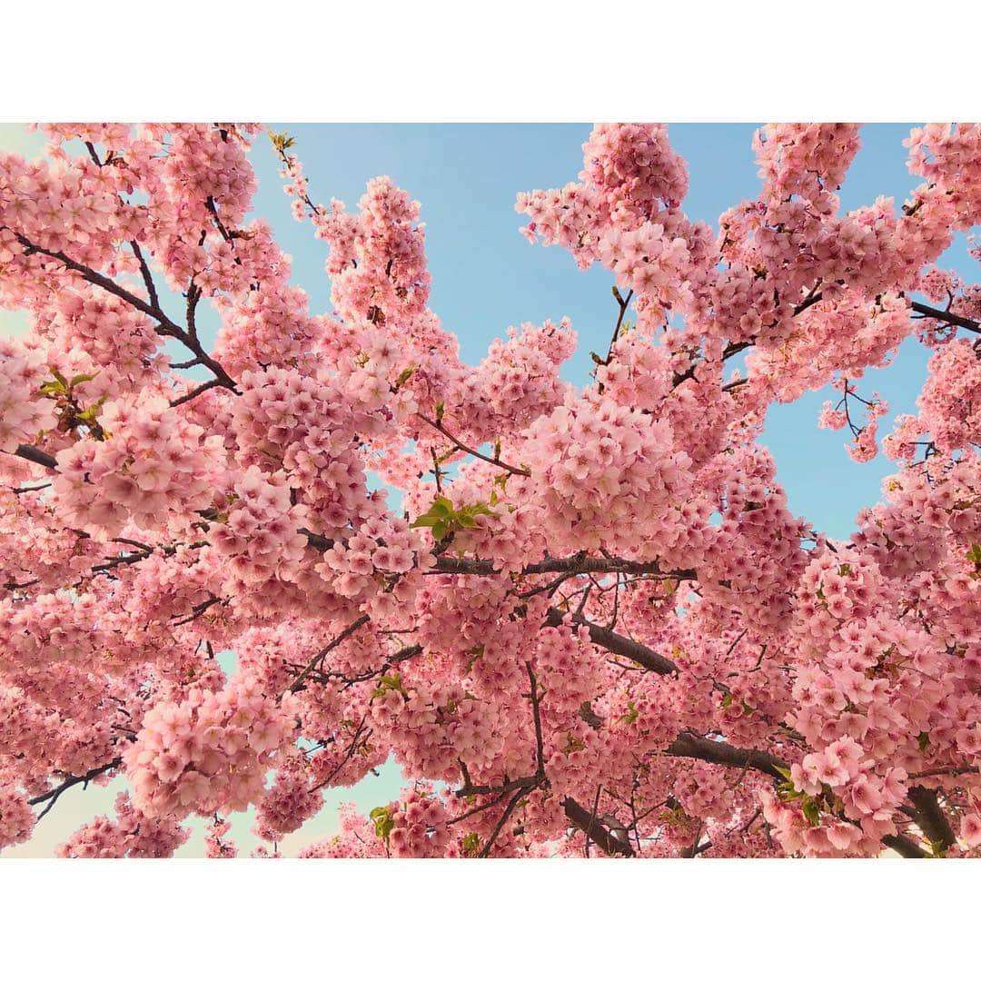 森千波さんのインスタグラム写真 - (森千波Instagram)「3/13 #1000hana 🌸 . . . . .  #cherryblossom#flowers#spring#sky#pink#blue#colorful#河津桜#満開#桜#花#春#空#ピンク#青#🌸」3月24日 0時46分 - 1000wave