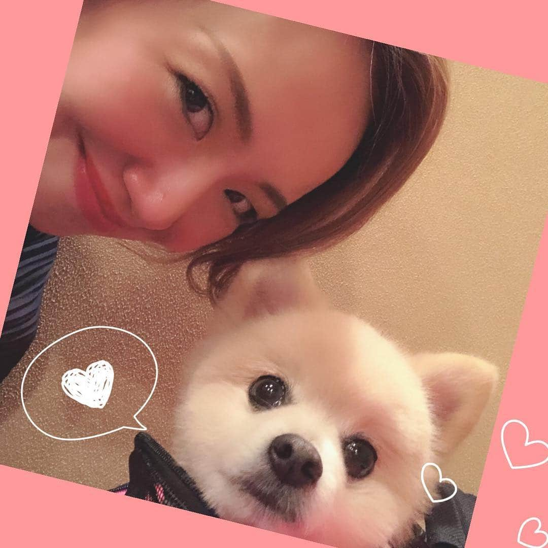 貴千碧さんのインスタグラム写真 - (貴千碧Instagram)「昨夜の打ち上げにて… ずっと私たちの横で…ただひたすらにこのように顔をのぞかせながらあやさんを見つめるピース君。 もう劇的に可愛すぎて気になって気になってしょうがない🤣‼️ ちょっとこのネットのところに顔を押し付けてみたりして、お食事中ずっとあやさんに構ってもらいたくて必死になっていたピースさん…🐶❤️❤️❤️❤️ 私もその昔「ぴーちゃん」という可愛い可愛い鳥を飼っていました🐦✨ ペットというのは本当に癒しとパワーをもらえるんだなぁ☺️ #壱城あずさ さん 家の#ピース 君  #おめめくりくり  #お食事中  ずっと静かに#ママ を見つめる😍#ポメラニアン#dog あやさんは今日早朝よりかいさん(#七海ひろき さん)のお見送りへ。#89期 の方々がまたお一人ご卒業されます。 今宝塚音楽学校では受験真っ只中。こうして毎年新しく夢を抱き宝塚を目指し命を燃やして門を叩く方々もいれば、十何年宝塚という舞台で命を燃やして悔いなく全うされ本当に美しい姿で門から旅立っていく方々もいる。  今テレビで話題になっている#イチロー 選手#羽生結弦 選手、そして私の好きな#浅田真央 さん…何かに打ち込みただただひたすらにその道を愛して来た方々の放たれる光はなんとも眩しくて、本当に美しいなと思います。 私もそういう方々の足元くらいには近づけるようにこれからも生きていきたいと思います。」3月24日 11時36分 - ao_takachi