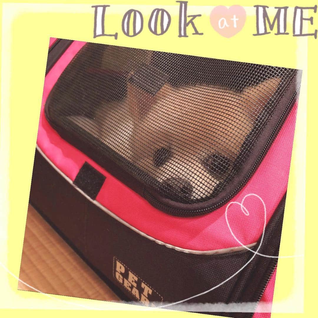 貴千碧のインスタグラム：「昨夜の打ち上げにて… ずっと私たちの横で…ただひたすらにこのように顔をのぞかせながらあやさんを見つめるピース君。 もう劇的に可愛すぎて気になって気になってしょうがない🤣‼️ ちょっとこのネットのところに顔を押し付けてみたりして、お食事中ずっとあやさんに構ってもらいたくて必死になっていたピースさん…🐶❤️❤️❤️❤️ 私もその昔「ぴーちゃん」という可愛い可愛い鳥を飼っていました🐦✨ ペットというのは本当に癒しとパワーをもらえるんだなぁ☺️ #壱城あずさ さん 家の#ピース 君  #おめめくりくり  #お食事中  ずっと静かに#ママ を見つめる😍#ポメラニアン#dog あやさんは今日早朝よりかいさん(#七海ひろき さん)のお見送りへ。#89期 の方々がまたお一人ご卒業されます。 今宝塚音楽学校では受験真っ只中。こうして毎年新しく夢を抱き宝塚を目指し命を燃やして門を叩く方々もいれば、十何年宝塚という舞台で命を燃やして悔いなく全うされ本当に美しい姿で門から旅立っていく方々もいる。  今テレビで話題になっている#イチロー 選手#羽生結弦 選手、そして私の好きな#浅田真央 さん…何かに打ち込みただただひたすらにその道を愛して来た方々の放たれる光はなんとも眩しくて、本当に美しいなと思います。 私もそういう方々の足元くらいには近づけるようにこれからも生きていきたいと思います。」