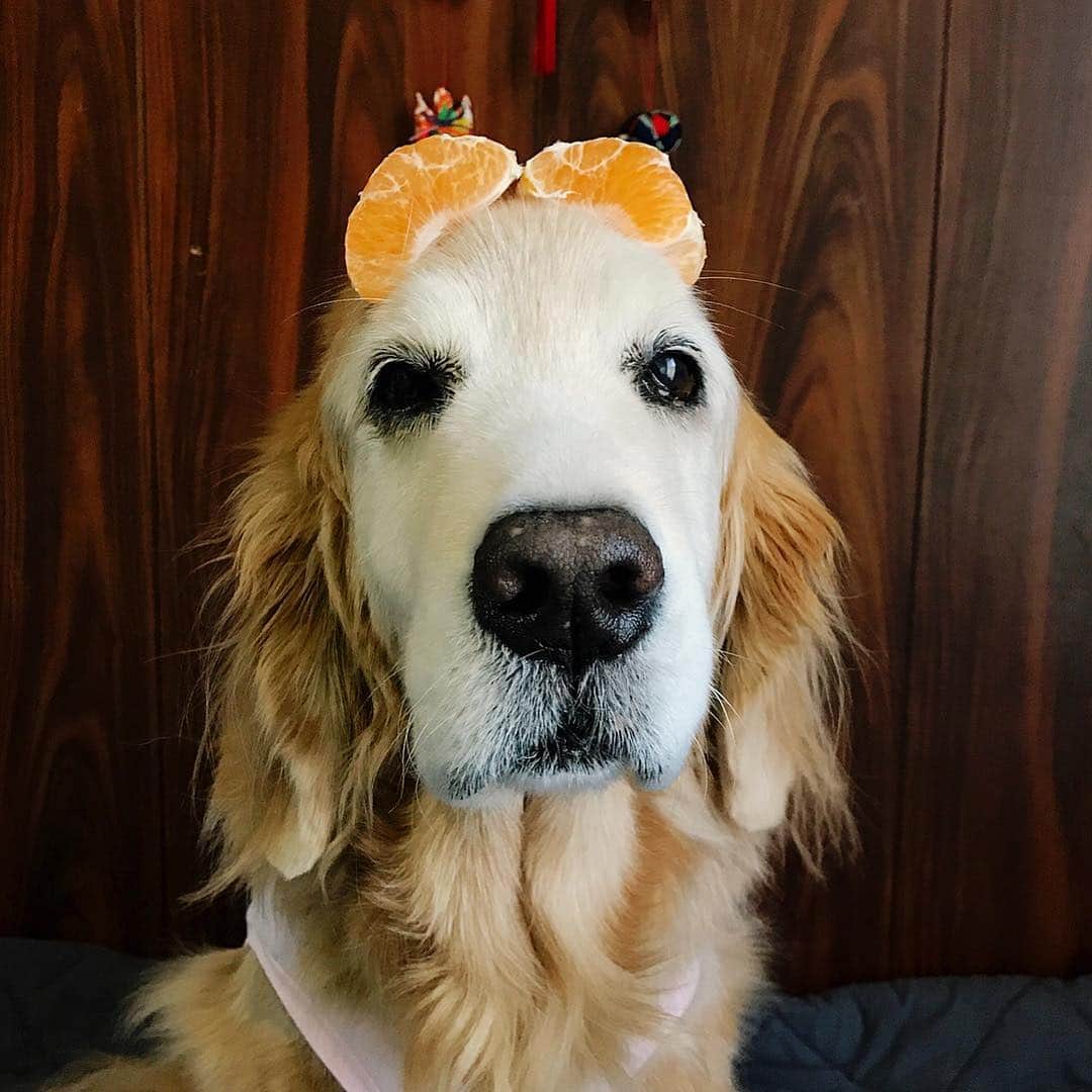 kei515yuさんのインスタグラム写真 - (kei515yuInstagram)「デコポンが美味しいです。 The sumo mandarin is so yummy. 🍊💖 #dogsofinstagram #ゴールデンレトリバー #ilovegolden_retrievers #retrieversgram #petscorner #insta_animal #dog_ofinstagram #insta_dogs #gloriousgoldens #retriever #goldenretriever #犬バカ部 #igdog #gryuuko #topdogphoto #repost_ezyjp #retrieveroftheday #dogscorner #weeklyfluff #thedailygolden #dog_features #excellent_dogs #pecoいぬ部」3月24日 10時16分 - kei515yu