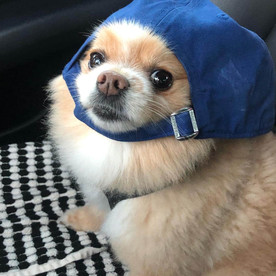 Olivia Browerさんのインスタグラム写真 - (Olivia BrowerInstagram)「Stan The Man (someone please make him a meme) ((or just internet famous)) ((( and please give this good boy a follow..he’s smoll @lordstanleyfluff  much thanks)))」3月24日 10時30分 - oliviabrower_