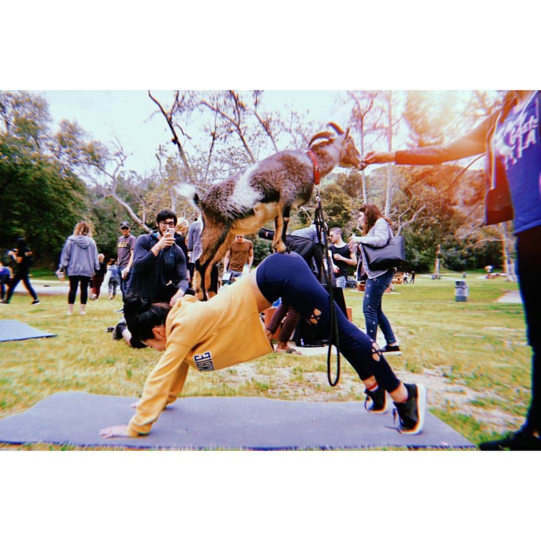 福山智可子のインスタグラム：「Happy National Puppy Day with @partygoatsla 🐕 ヤギと一緒にヨガやったことある？すっごいフレンドリーで楽しかったよ🥰 遊んでくれてありがとう♡ 日本にはあるのかな〜 . #goatyoga #自分が生まれたの子ヤギみたい笑 #animallovers」