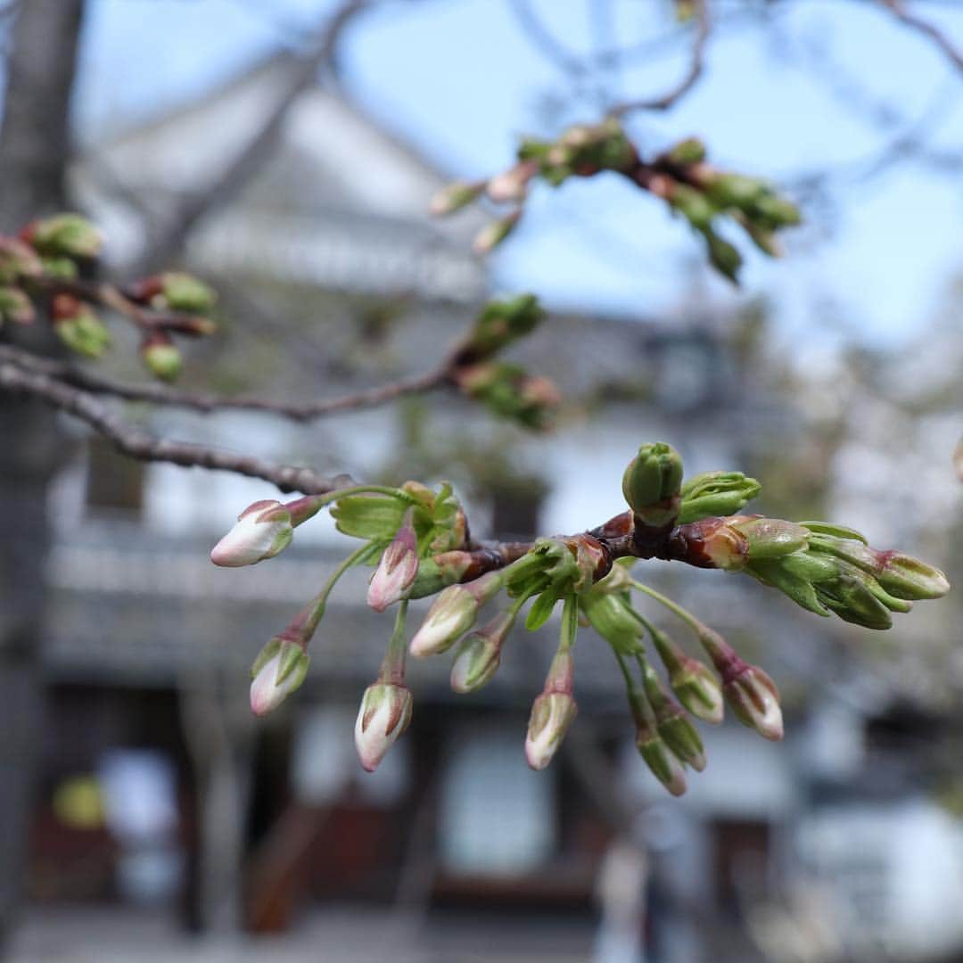 倉敷市さんのインスタグラム写真 - (倉敷市Instagram)「【 3月24日 桜の蕾】 3月24日、倉敷美観地区。 桜の蕾の様子です。 だいぶ膨らんできました。 3月27日辺りが開花と予想されているので、見頃は4月頭でしょうか。  先週に比べて、柳も伸びてきています。  #桜 #さくら #花見 #sakura #倉敷市 #倉敷 #kurashiki  #クラシキ文華 #クラシキブンカ #kurashikibunka #kurabunka  #japan #japantrip #travel #trip #旅 #旅行 #instgramjapan #美観地区 #倉敷美観地区 #bikanhistoricalquarter #oldhouse #白壁 #蔵 #運河 #canal #visitjapanjp」3月24日 10時39分 - kurashiki_city