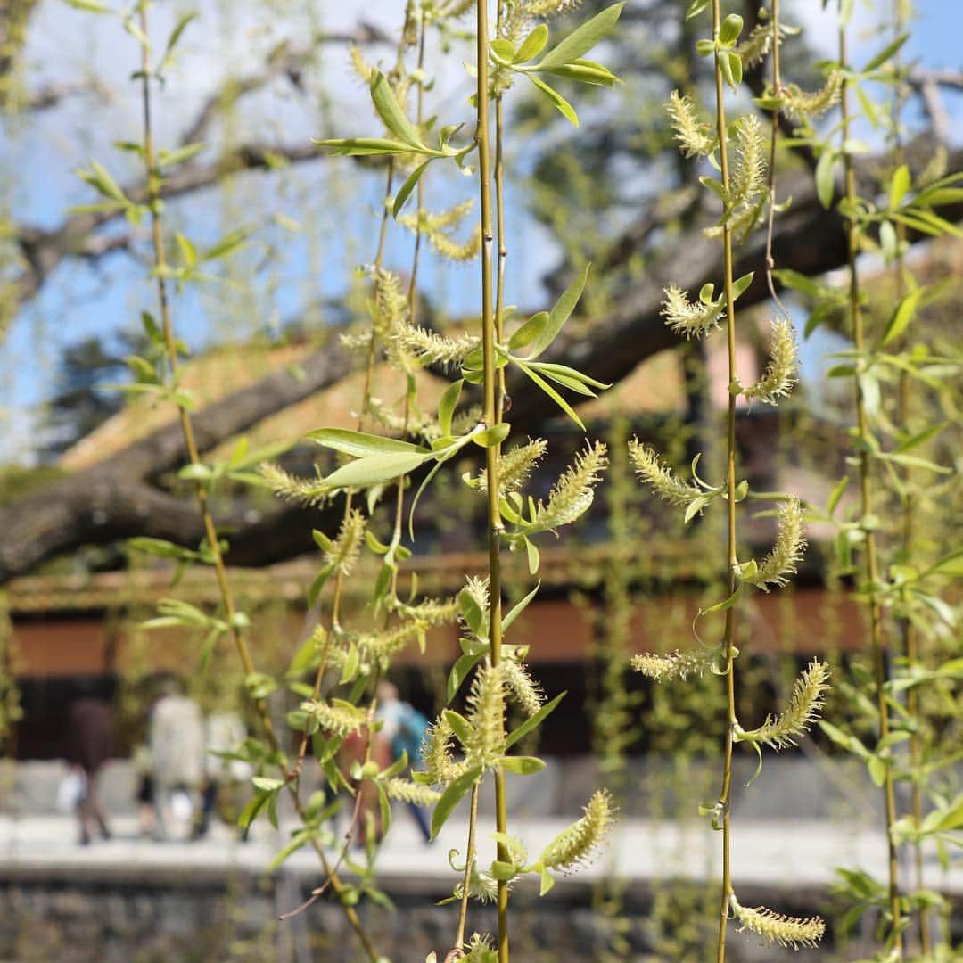 倉敷市さんのインスタグラム写真 - (倉敷市Instagram)「【 3月24日 桜の蕾】 3月24日、倉敷美観地区。 桜の蕾の様子です。 だいぶ膨らんできました。 3月27日辺りが開花と予想されているので、見頃は4月頭でしょうか。  先週に比べて、柳も伸びてきています。  #桜 #さくら #花見 #sakura #倉敷市 #倉敷 #kurashiki  #クラシキ文華 #クラシキブンカ #kurashikibunka #kurabunka  #japan #japantrip #travel #trip #旅 #旅行 #instgramjapan #美観地区 #倉敷美観地区 #bikanhistoricalquarter #oldhouse #白壁 #蔵 #運河 #canal #visitjapanjp」3月24日 10時39分 - kurashiki_city