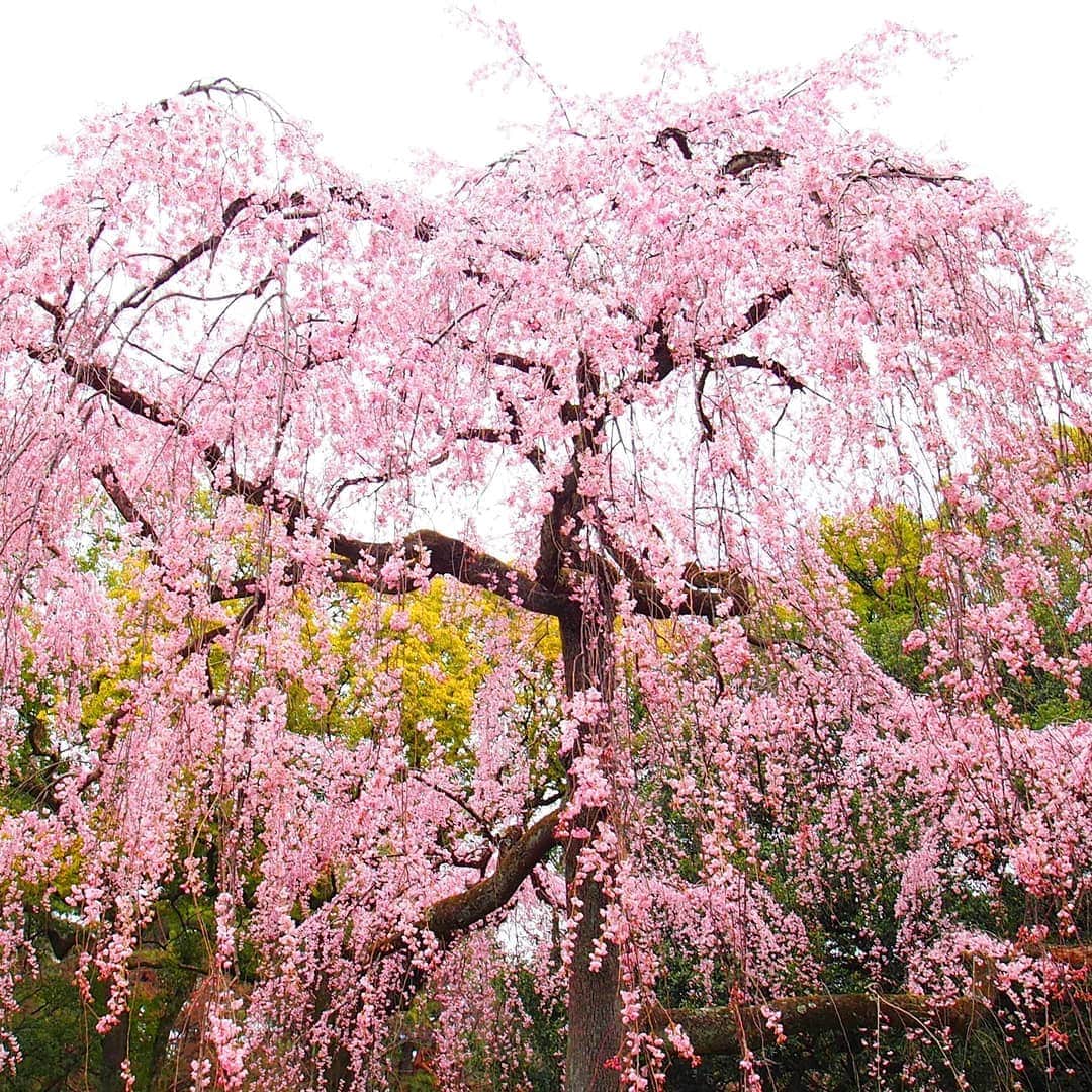 のインスタグラム：「2019年3月23日撮影。 #京都御苑 の #枝垂れ桜 が #満開 です！  春の京都ジェニックキャンペーン開催中！ https://camp-in.jp/kyotogenic-spring2019  #visitkyoto #kyotogenic #kyototravel #art_of_japan #japan_of_insta #loves_united_kyoto #japantrip #kyototrip #ig_kyoto #kyoto_style #springinkyoto #cherryblossom #weepingcherry Kyoto Official Travel Guide http://kyoto.travel/en  #京都 #京都ジェニック  #未来に残したい京都  #京都好きな人と繋がりたい #とっておきの京都 #京都桜 #満開 オフィシャルサイト「京都観光NAVI」 http://ja.kyoto.travel」