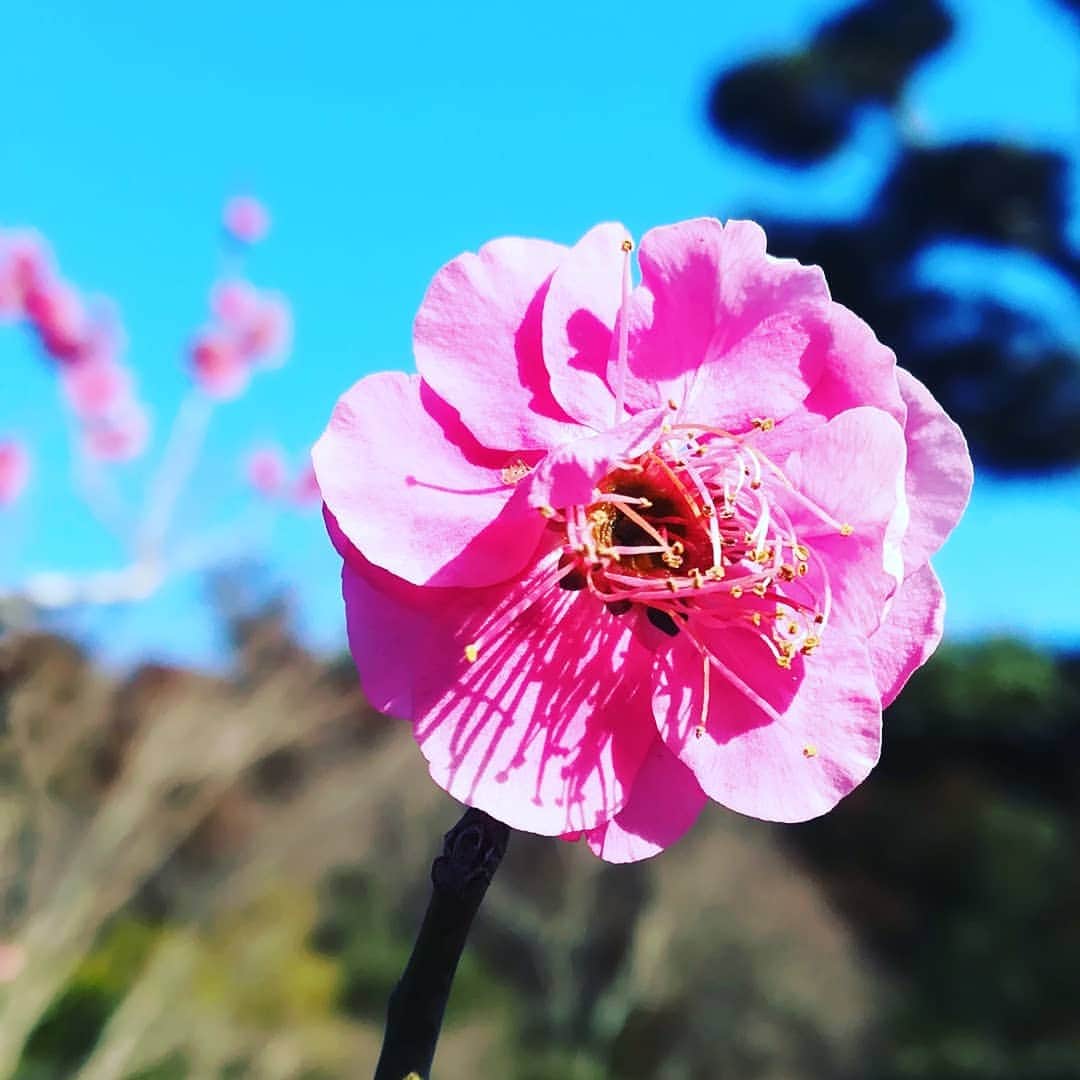 桑原淳さんのインスタグラム写真 - (桑原淳Instagram)「もう桜が咲く。春は何かと切ないのでお花見したいな。」3月24日 10時49分 - juuuuuuuun