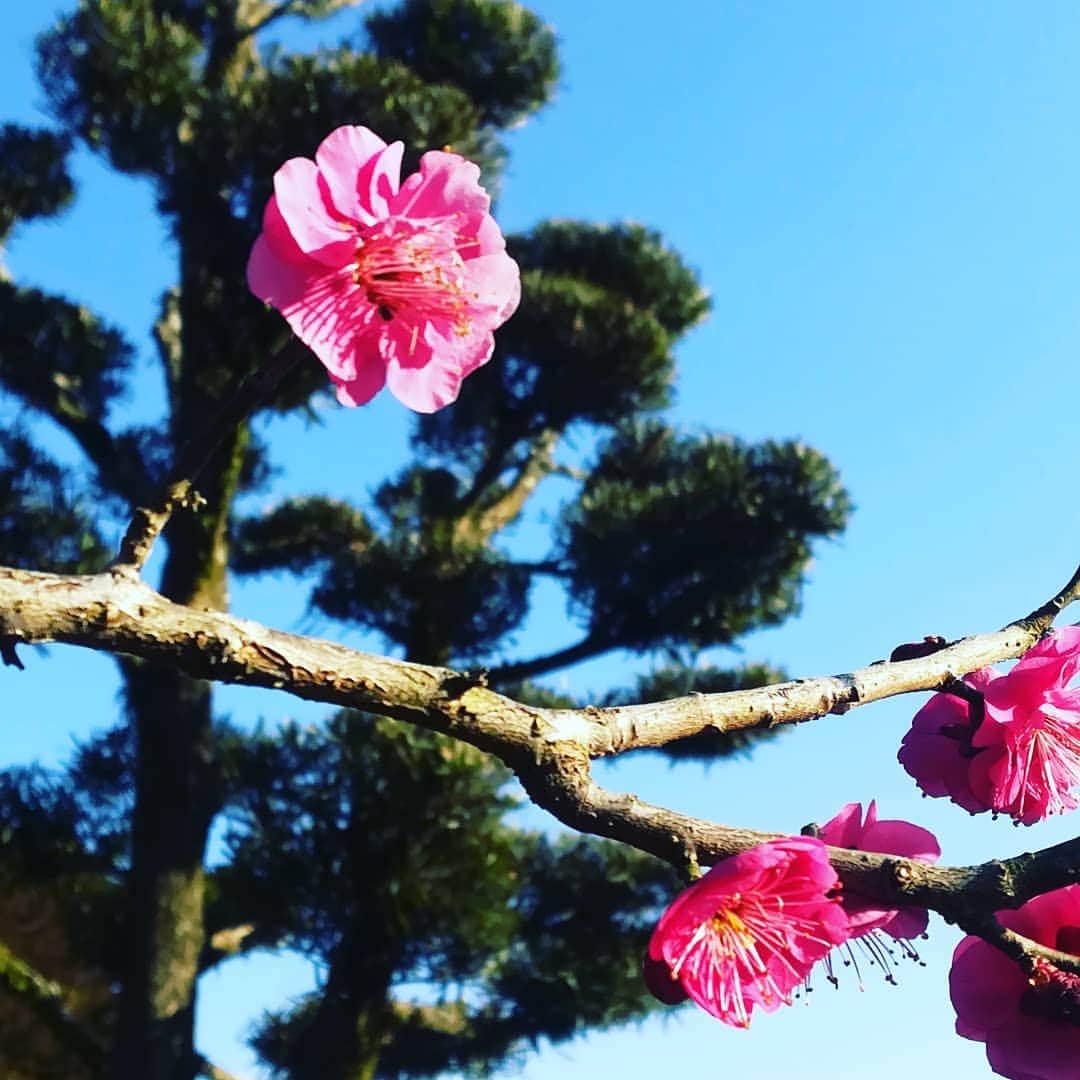 桑原淳のインスタグラム：「もう桜が咲く。春は何かと切ないのでお花見したいな。」