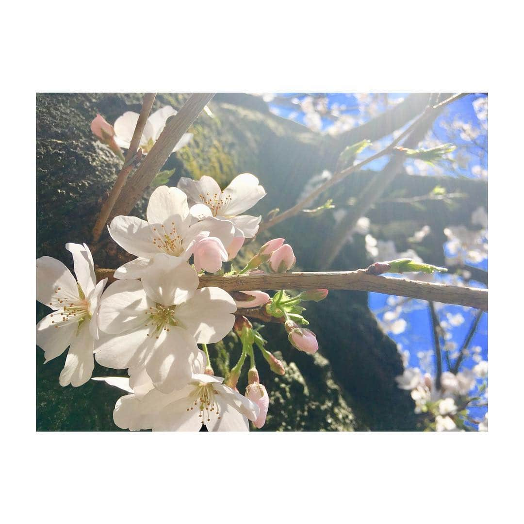 高木俊さんのインスタグラム写真 - (高木俊Instagram)「近所の桜、他のとこより満開（笑） 朝からジムきてます。初めて朝来たけど、気持ちいい！ #桜  #ジム」3月24日 11時01分 - t.shunly