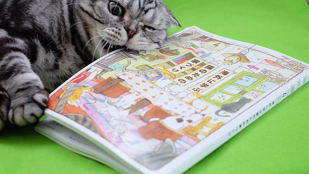 Shishi-maruのインスタグラム：「食い入るように読むとは正にこの事😅 愛猫ししまるも載っている「建築知識2019年4月号‐海外に学ぶ猫のための家づくり‐」好評発売中。 ーーーーーーーーーーー 📕「ぷっちねこ。」単行本発売中 📗「3匹のちいさな猫を召喚できたなら」 📘「ちいさな猫を召喚できたなら」重版出来 ーーーーーーーーーーー ⭐︎ねこ漫画を描いています→@tacos_cat 🐱公式→@chiisanacat 🌺Twitter →@taco_emonemon ーーーーーーーーーーー」