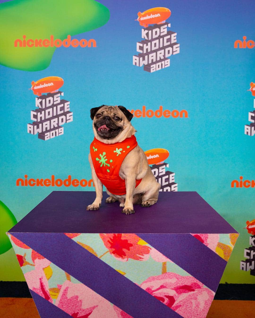itsdougthepugさんのインスタグラム写真 - (itsdougthepugInstagram)「“When @nickelodeon makes u ur own throne” -Doug • Had so much fun at the Kids Choice Awards! Did u see me on tv?! #kca」3月24日 11時17分 - itsdougthepug
