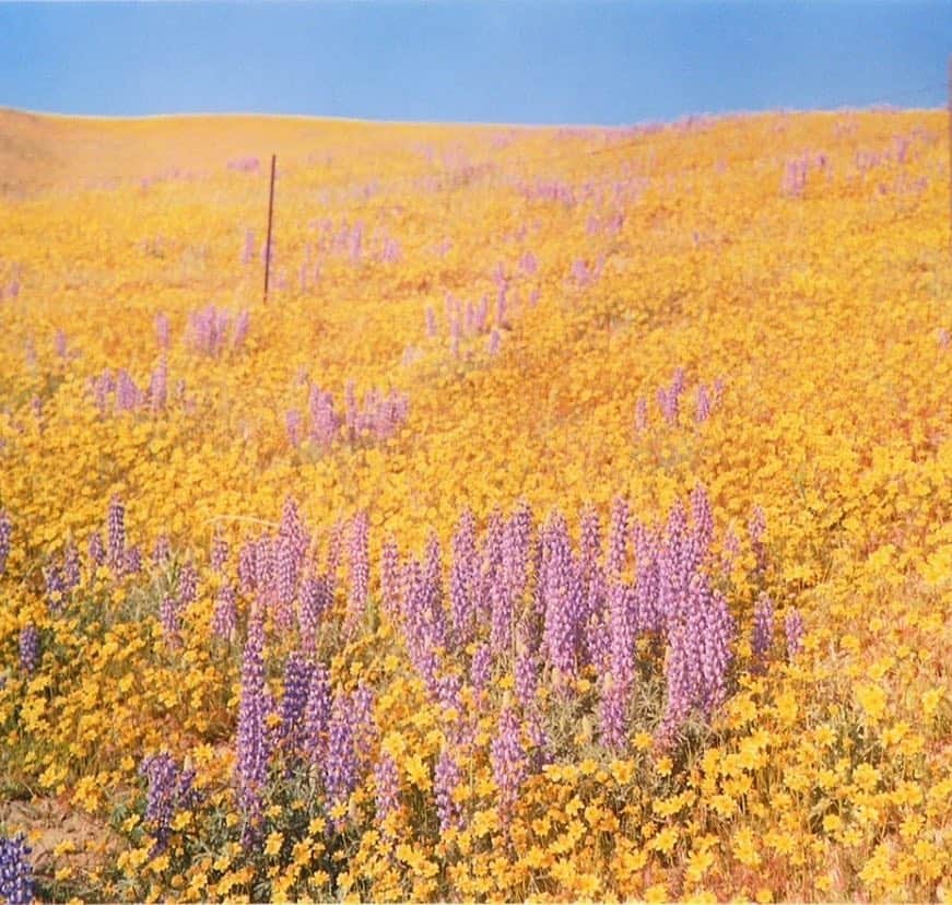 ブルックグレグソンさんのインスタグラム写真 - (ブルックグレグソンInstagram)「Ode to the California Super Bloom. Photo by William Eggleston, Field of Flowers, California 💐, 1978 #williameggleston #superbloom #aftertherains #california」3月24日 11時12分 - brookegregson