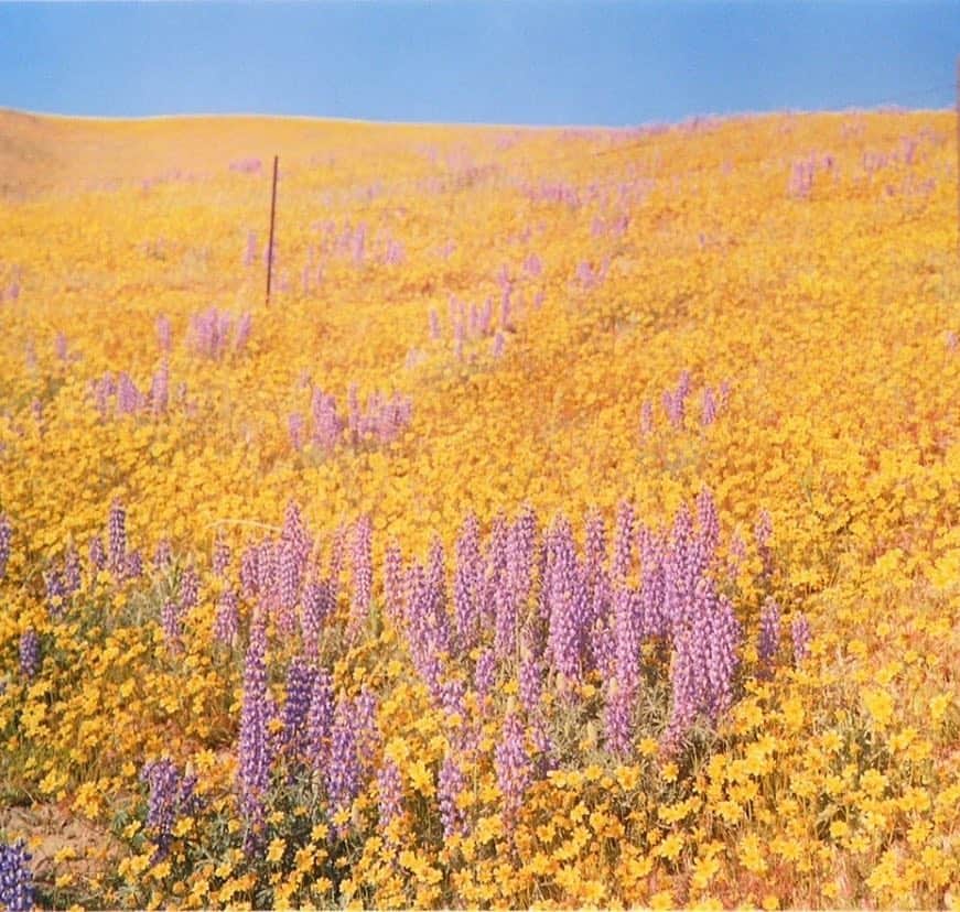 のインスタグラム：「Ode to the California Super Bloom. Photo by William Eggleston, Field of Flowers, California 💐, 1978 #williameggleston #superbloom #aftertherains #california」