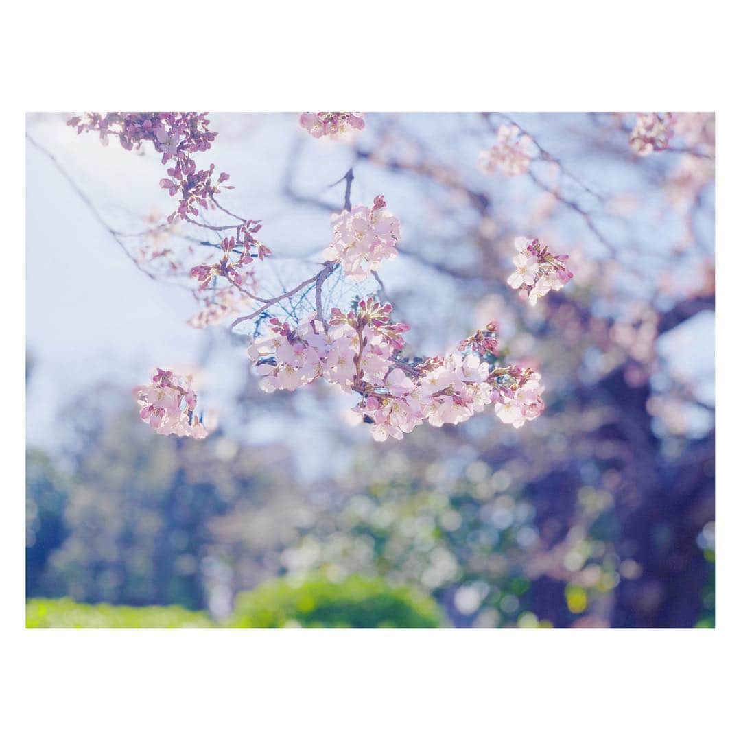 辻祐香さんのインスタグラム写真 - (辻祐香Instagram)「春さん、こんにちは(・ω・)ノ  #春 #桜 #ピンク #花 #可愛い #上野 #上野公園 #springhascome #spring #cherryblossom #blossom #pink #flower #cute #japan #beautiful」3月24日 11時29分 - kanon_tsuji0819