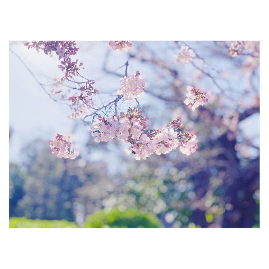 辻祐香のインスタグラム：「春さん、こんにちは(・ω・)ノ  #春 #桜 #ピンク #花 #可愛い #上野 #上野公園 #springhascome #spring #cherryblossom #blossom #pink #flower #cute #japan #beautiful」