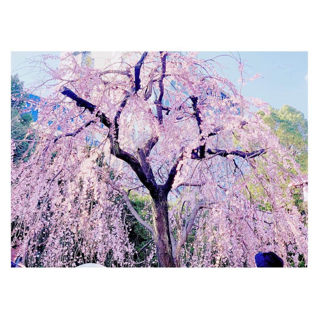 辻祐香のインスタグラム：「この季節は日本人で良かったって一年で一番思う気がする(・ω・)ノ  #春 #桜 #ピンク #花 #可愛い #上野 #上野公園 #絶景 #springhascome #spring #cherryblossom #blossom #pink #flower #cute #japan #beautiful」