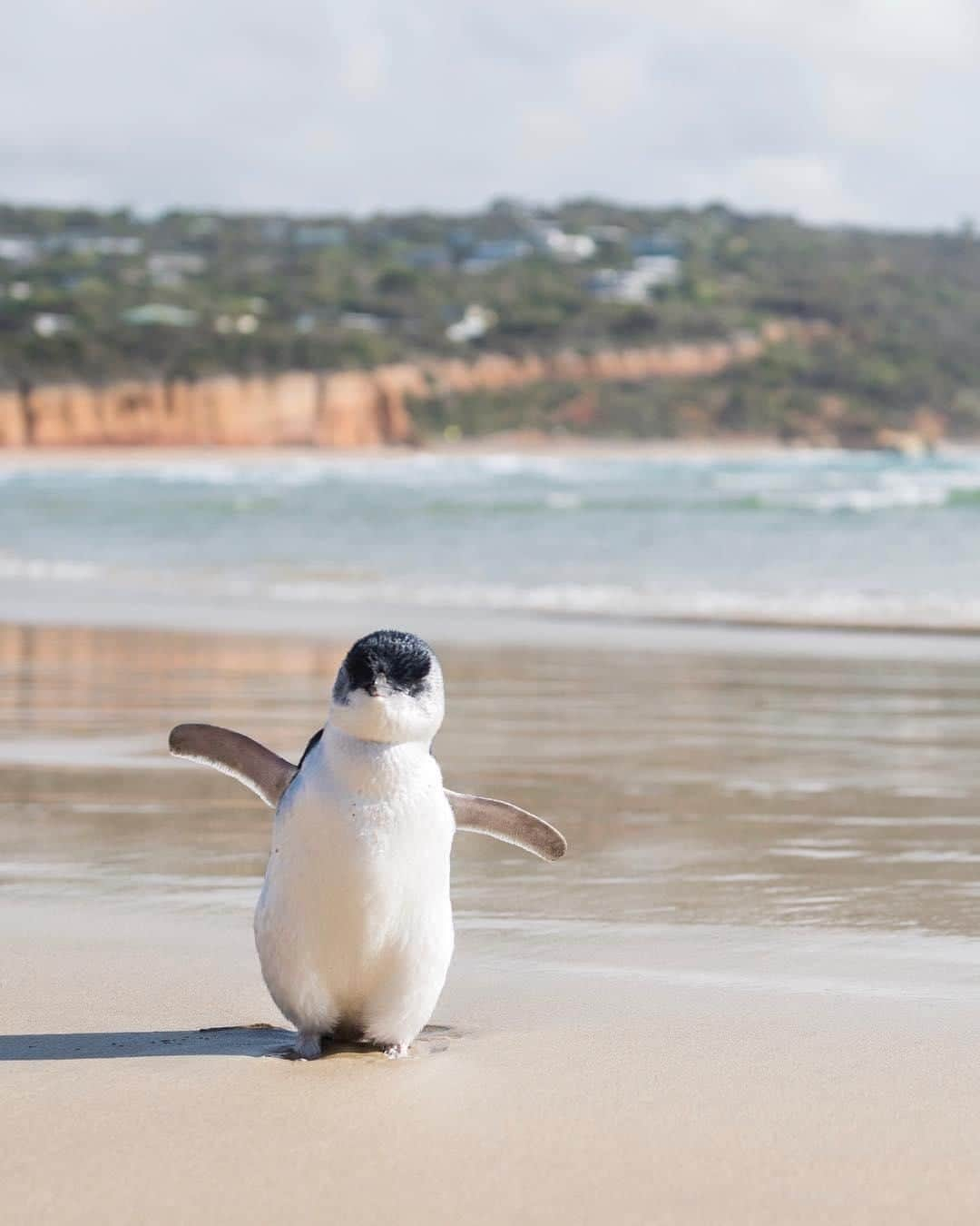 Australiaさんのインスタグラム写真 - (AustraliaInstagram)「Polly certainly wasn't nervous about her first swimsuit shoot at the beach 🐧  We're only kidding of course, but if #penguins really did wear swimmers then we think she'd make a wonderful model! @alexkyddphoto was "super stoked to run into this little penguin at #Anglesea Beach, which is near #Torquay on @visitgreatoceanroad in Victoria. Although penguins may not be a common sight posing on the #beach here, this town is renowned for its #wildlife, particularly the kangaroos and wallabies who can be spotted on the greens of the local @angleseagolf golf course almost daily.  #seeaustralia #visitvictoria #greatoceanroad #travel #wildlifephotography」3月24日 3時00分 - australia